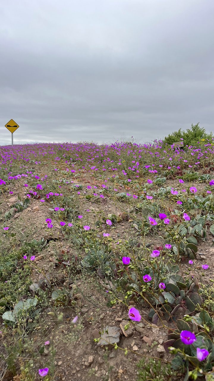 Fotografiando las primeras flores
