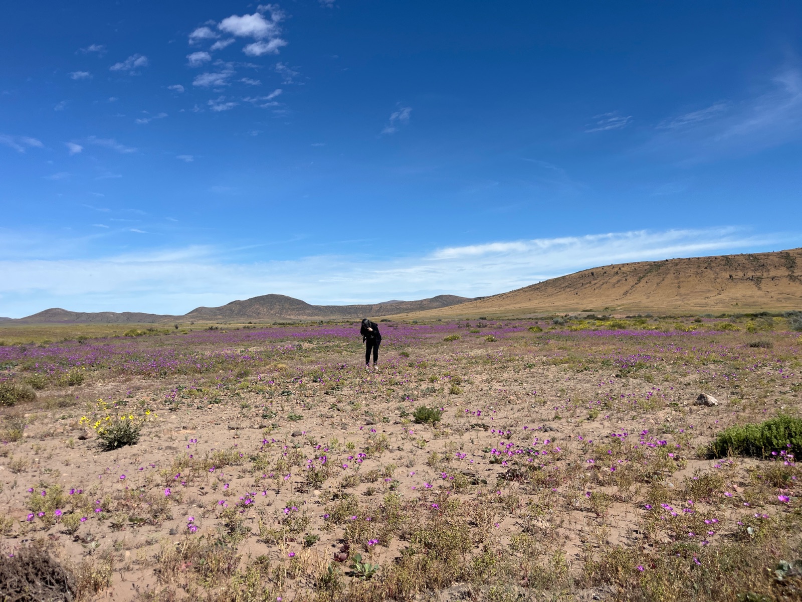Campos de flores