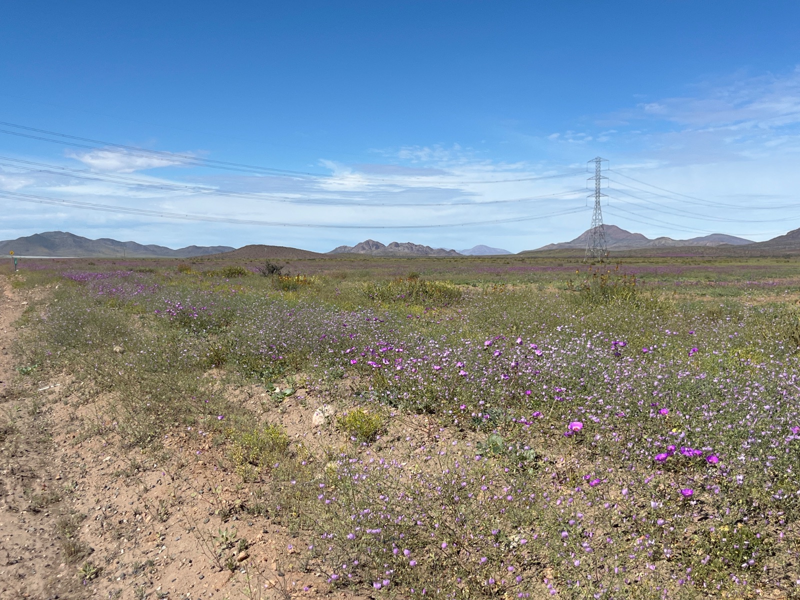 Flores y más flores