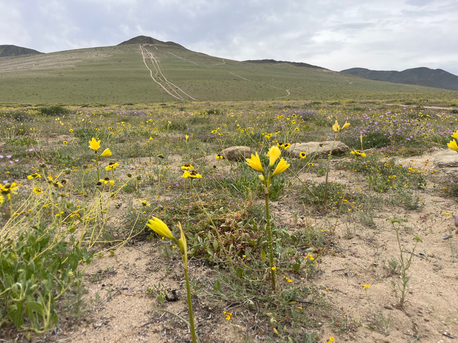 Campo de flores añañuca amarilla
