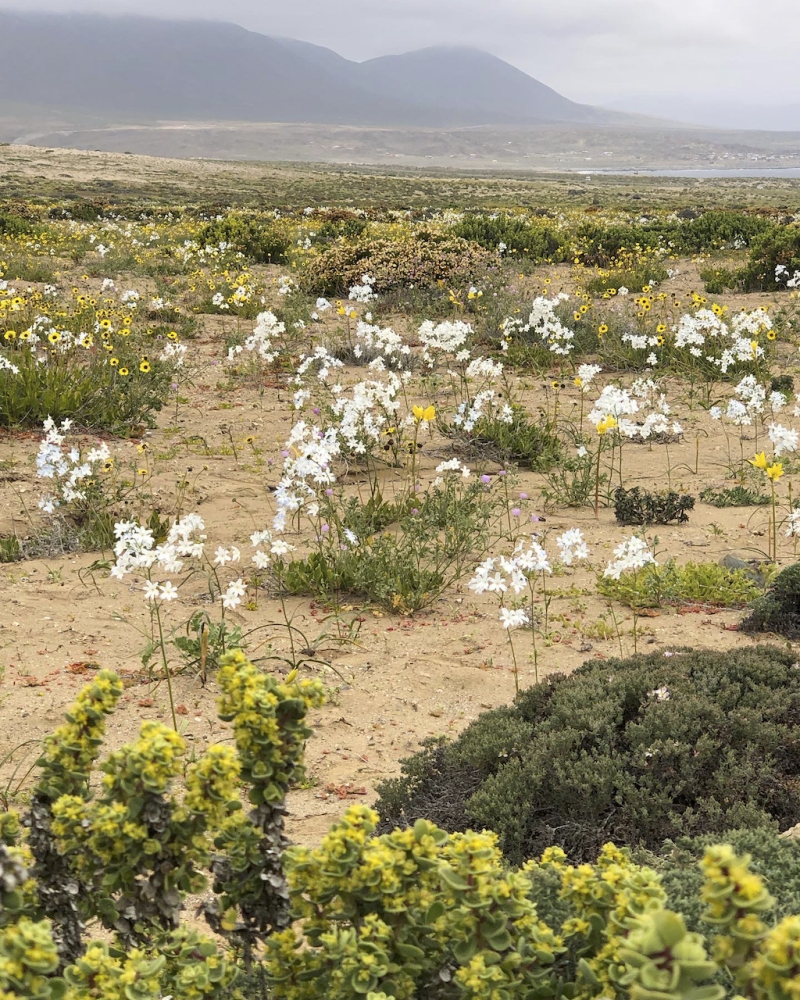 TOUR DESIERTO FLORIDO 2025 CON ALOJAMIENTO - Imagen 4