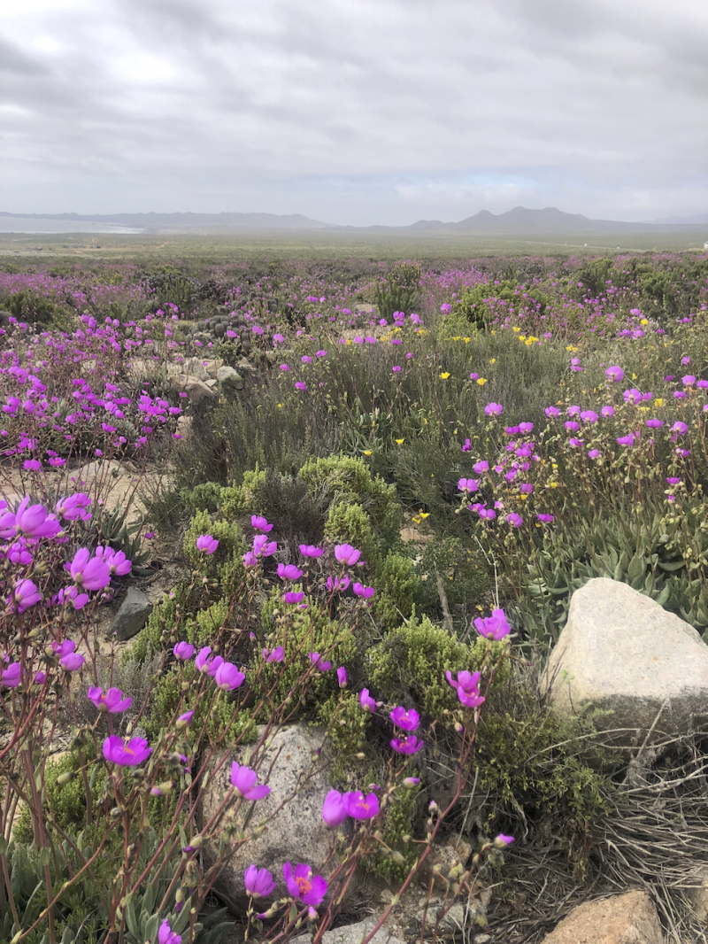 TOUR DESIERTO FLORIDO 2025 CON ALOJAMIENTO - Imagen 5