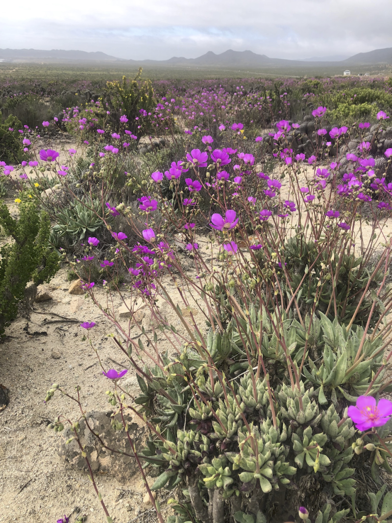 TOUR DESIERTO FLORIDO 2025 CON ALOJAMIENTO - Imagen 3